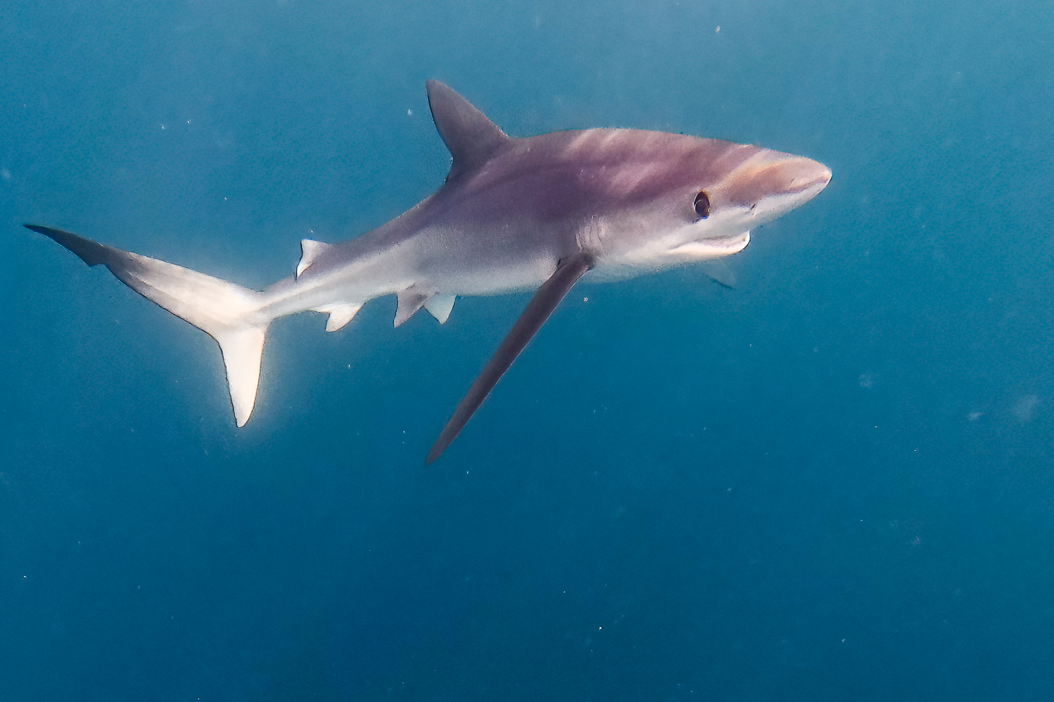 A blue shark
