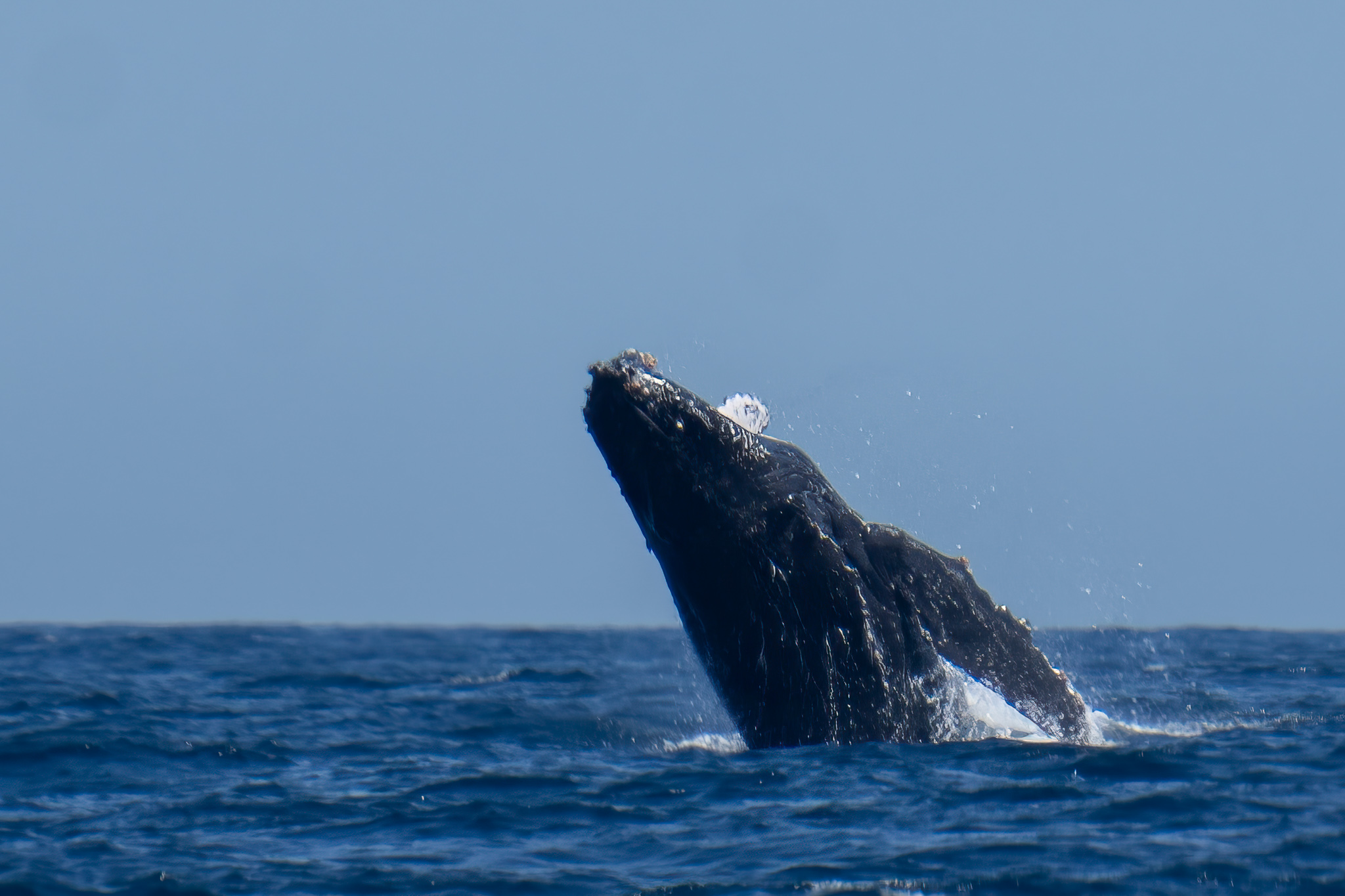 Whale breaching